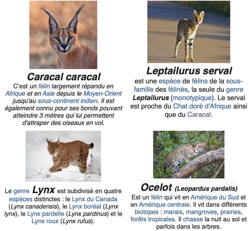 Quiz de Animales: Serval