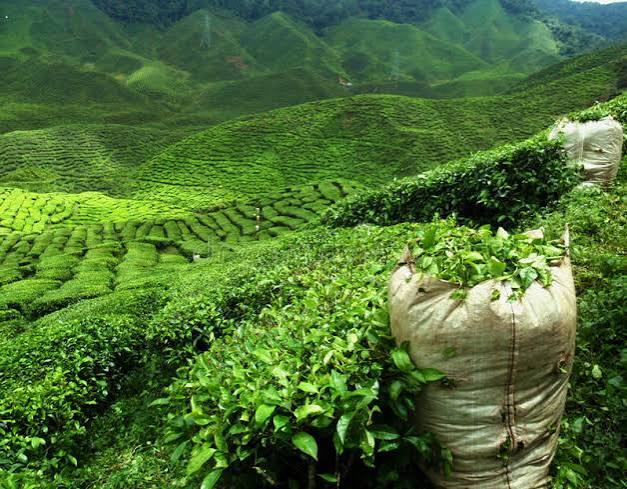 Quiz Thé : L'Assam