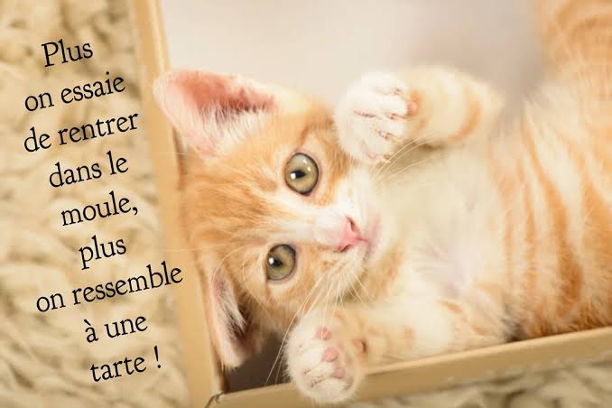 Quiz Citation