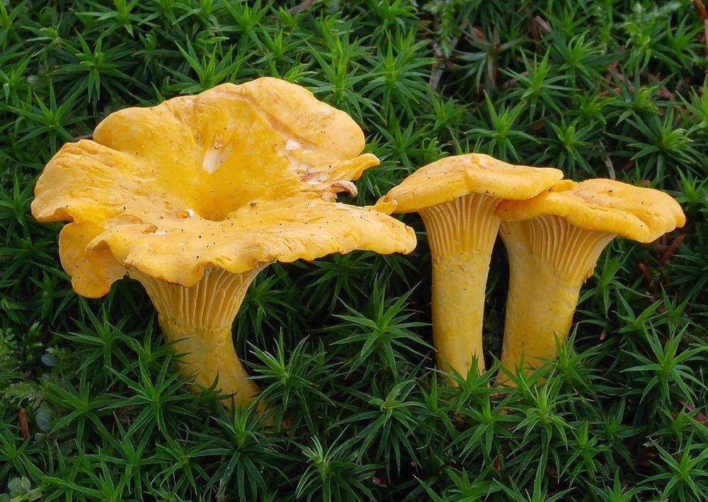 Quiz Champignons : La forme des plis sous le chapeau