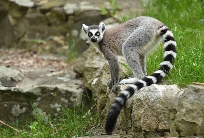 Quiz Pays : Madagascar