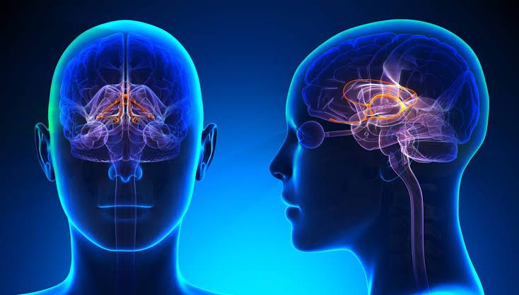 Quiz de Desarrollo Personal y Bienestar: Más materia gris