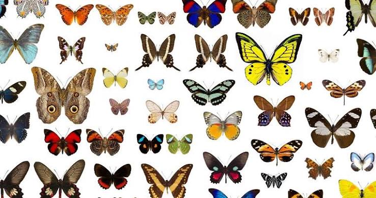 Quiz pour enfants : En papillon
