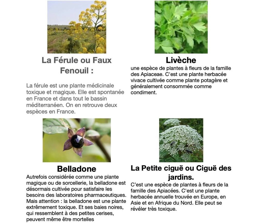 Quiz Médecine Ancestrale : La mandragore