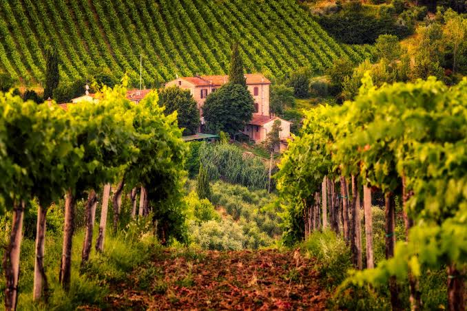 Quiz Vin du Monde : Sangiovese